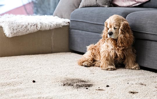 Carpet Care for Pet Owners in Brooklyn